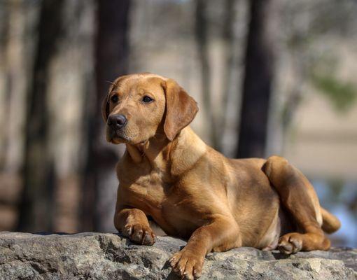 Wildrose Kennels