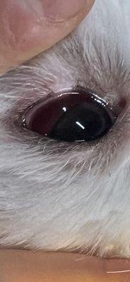 Closer look at his injured eye.