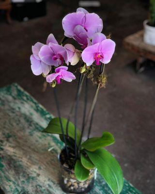 Double phal orchid