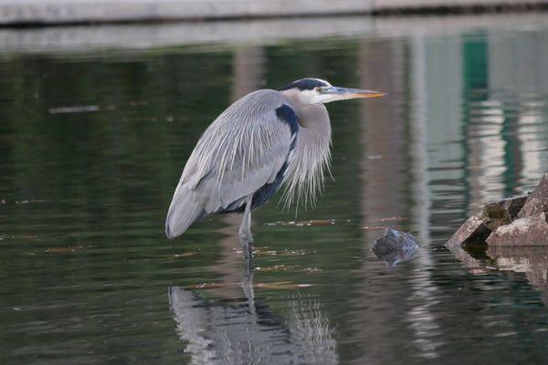 You are so photogenic big blue heron!