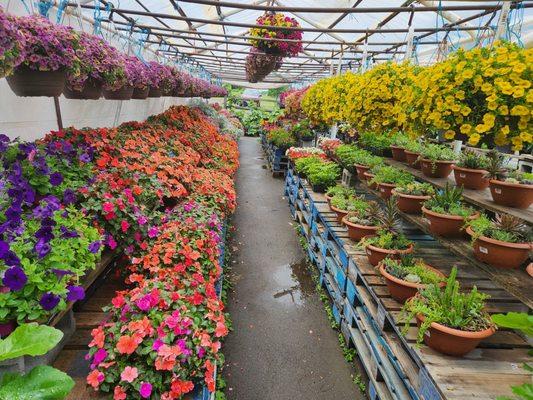 Excellent selection and flower variety