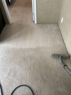 Carpet Cleaning