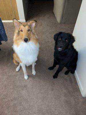 Please excuse the dog on the right he's not very photogenic but GREAT haircut!