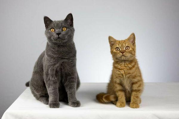 Trained cats McGregor and O'Malley sit and stay during a photo shoot