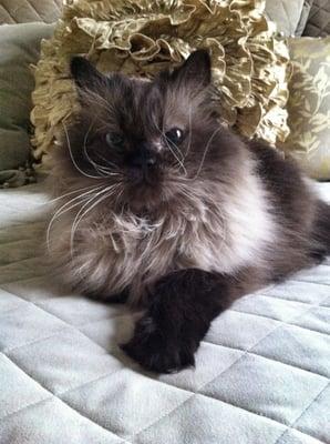 Boomer is chilling out on the bed, waiting for lots of love and affection.