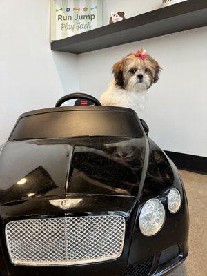 Mocha in a sweet ride!