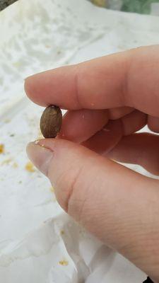 Broke my tooth on this pit... no clue what it is. Not an almond. Think it was an extremely small avocado pit.