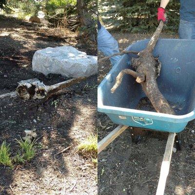 Tree stump removal