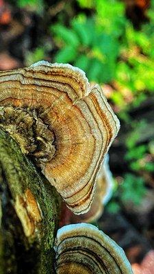 Mushrooms at Cascade Springs