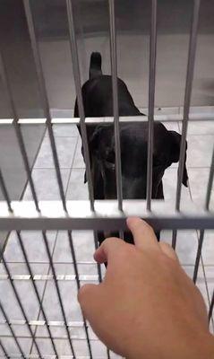 Doberman Rescue of Nevada