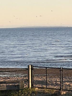 seagulls fishing