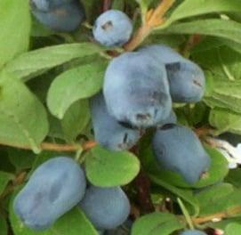 Mouth watering honeyberry fruit