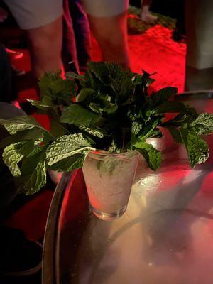 Giant trees of mint in drinks...