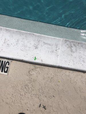 More fungus around the pool inside and out