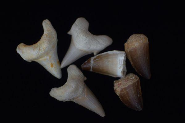 fossilized teeth!