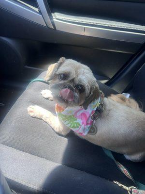 My dog loves getting her hair did at Sit N Pretty. Thank you, Javyn!