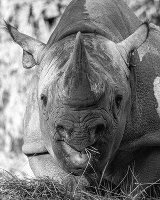 Black Rhinoceros