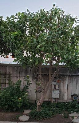 Lemon Tree after pruning