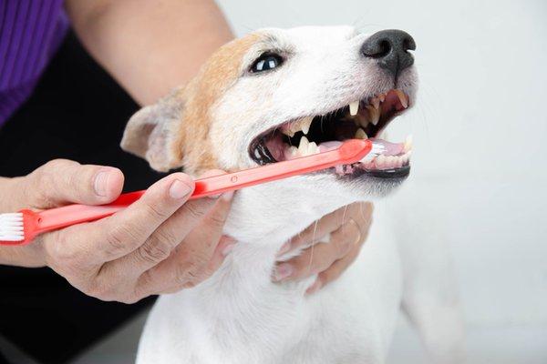 we offer teeth brushing