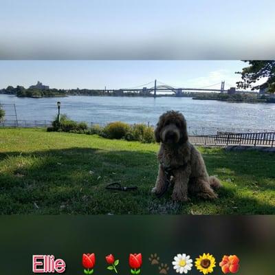 Enjoying the breeze and view at Carl Schurz Park#pawesomefamily #doglife #dogcare #labradoodle #petlove #dogwalking