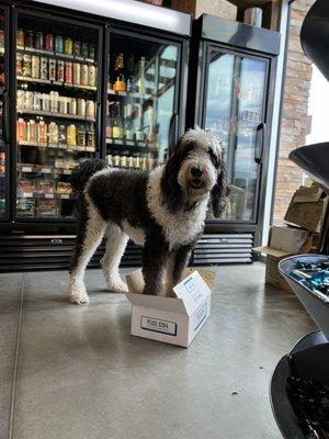 Our shop dog Taylor ready to greet you