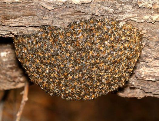 BEE SWARM