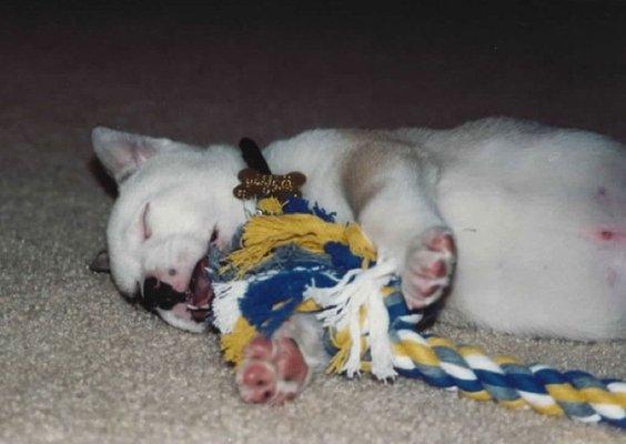 giant rope or tiny beast, that is the question. eat my pibble breath, sheldon