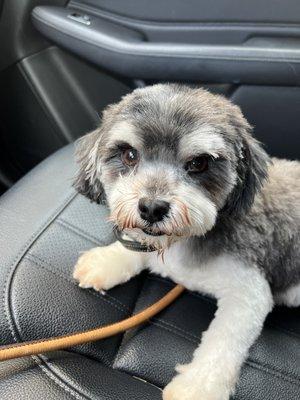 Havanese?  More like Snoopy.