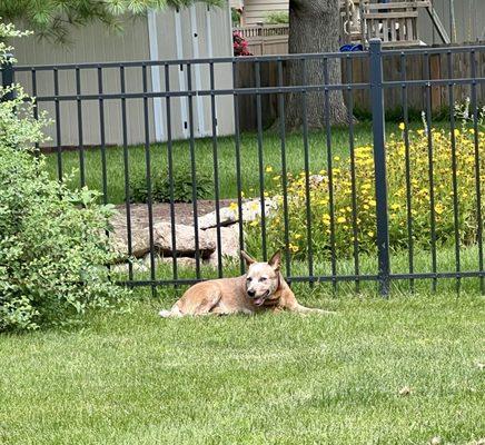 He's home and in his yard!! My rescue.