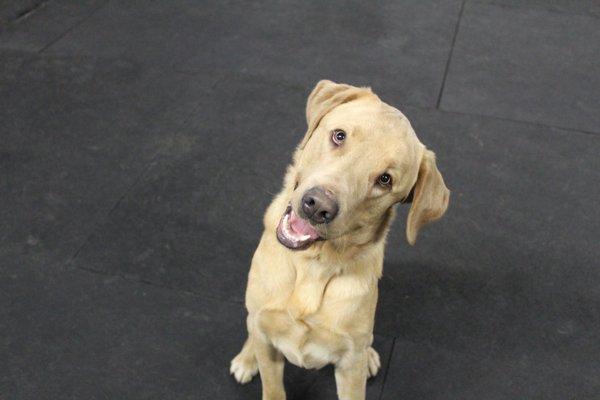 Tiarnan the wild child at doggie daycare