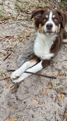 My mini Australian Shepard