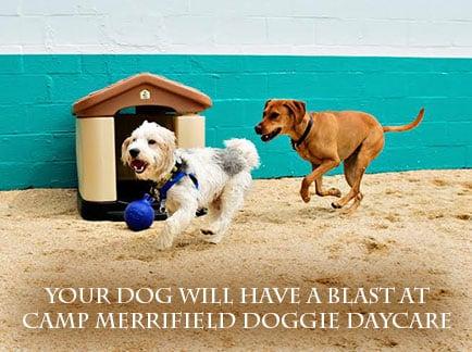 We offer Doggie Daycare & pet boarding!