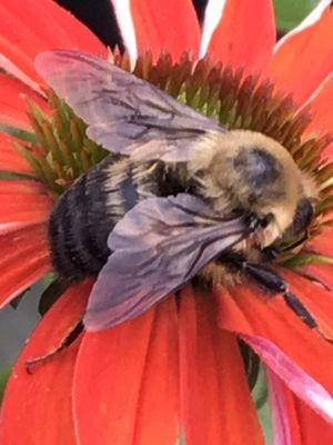 Happy Healthy Bees, Butterflies and Flowers