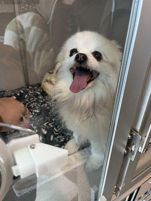 Hannah in the Oxygen crate while also getting a visit from her owners