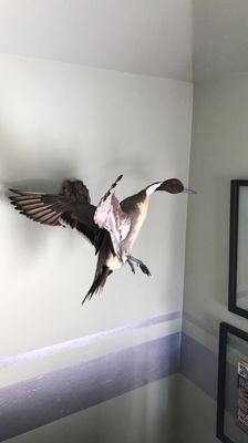 Redhawk Taxidermy