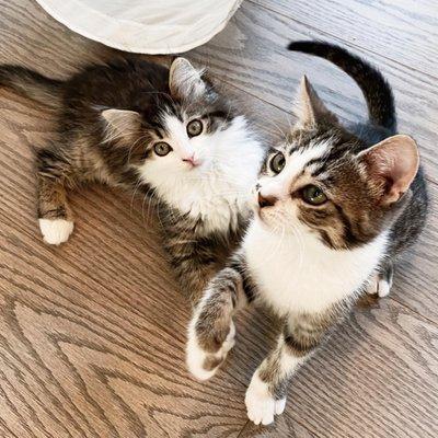 Flora and Fawn, NWAC rescues and sisters adopted together in 2021