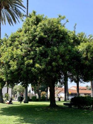 Shady trees with seating areas underneath