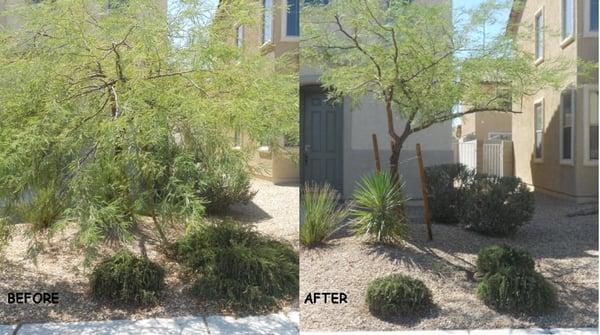 trimmed tree and bushes