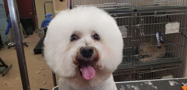 Bichon with full show head