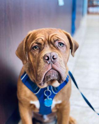 BrownDog Lodge Veterinary Clinic