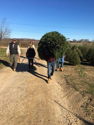 The boys carrying our tree but they also have a tractor that can do it for you.