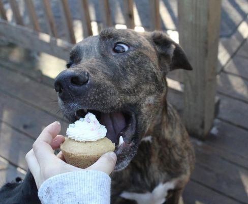 Doggie Daycare 2023 - Birthday Party Fun!