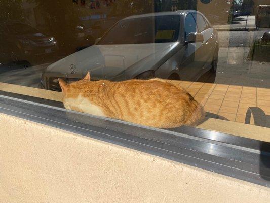 Sunbathing cat