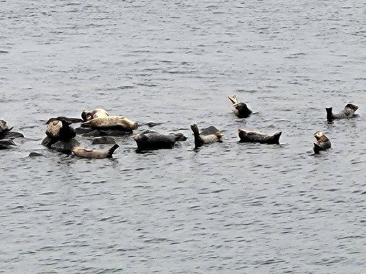 Lots of sea doggos!!