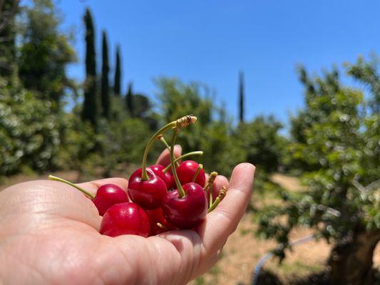 Guldseth Cherry Orchard and Vegetable Garden