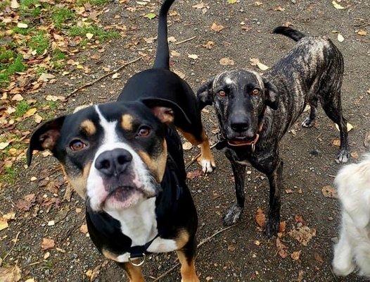 Our two pups on one of their dog park adventures!