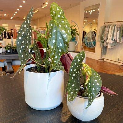 Common and uncommon houseplants are available in-store!