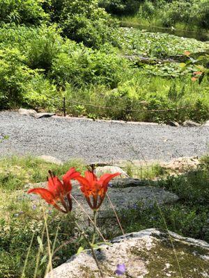 Unique flowers near the lily pond and gravel path on the loop trail. A beautiful oasis.