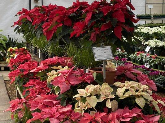 Poinsettias