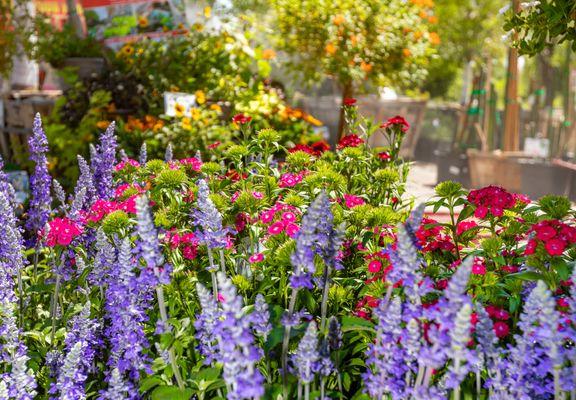 Flowering shrubs at Moon Valley Nurseries.